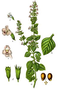 Calamintha officinalis Sturm53