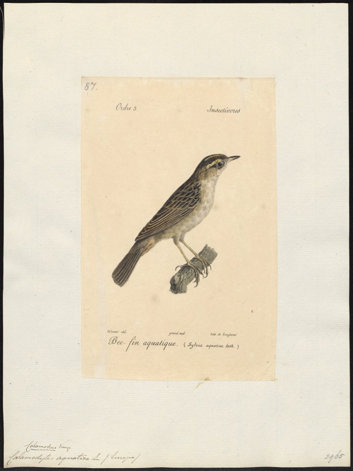 Calamodytes aquatica - 1842-1848 - Print - Iconographia Zoologica - Special Collections University of Amsterdam - UBA01 IZ16200099
