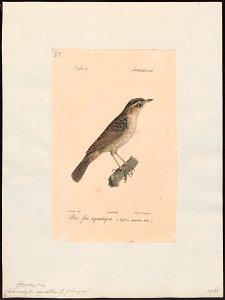 Calamodytes aquatica - 1842-1848 - Print - Iconographia Zoologica - Special Collections University of Amsterdam - UBA01 IZ16200099