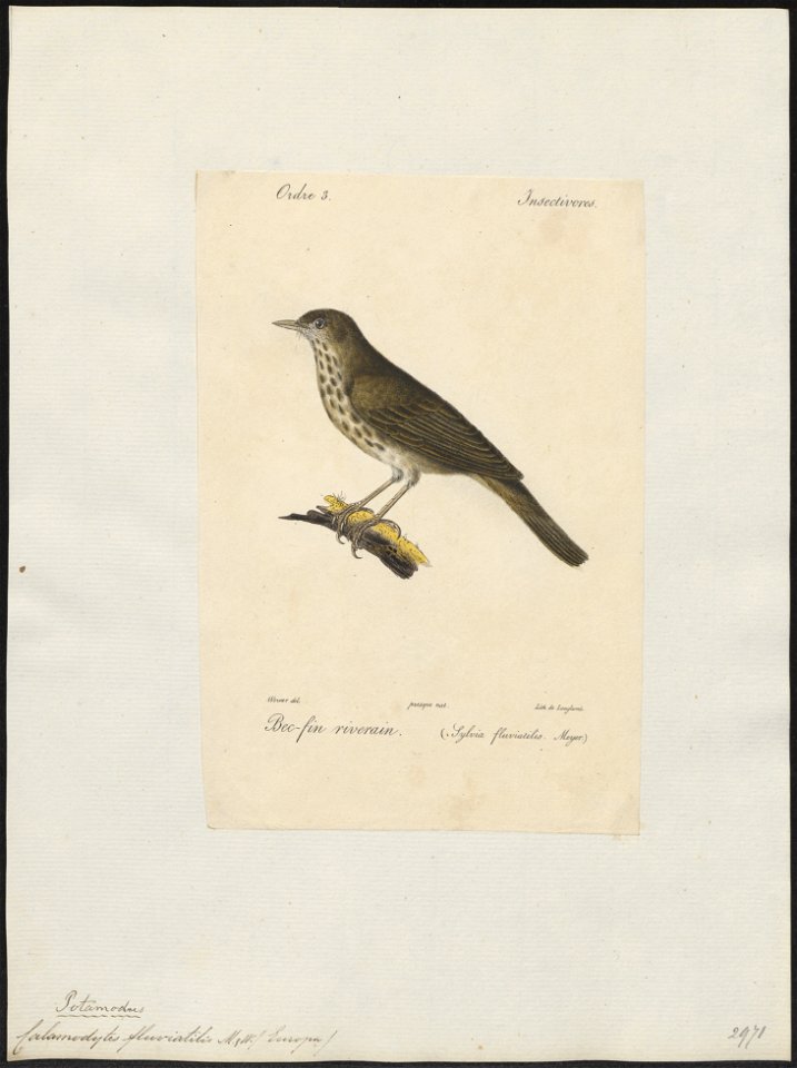 Calamodyta fluviatilis - 1842-1848 - Print - Iconographia Zoologica - Special Collections University of Amsterdam - UBA01 IZ16200103