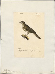 Calamodyta fluviatilis - 1842-1848 - Print - Iconographia Zoologica - Special Collections University of Amsterdam - UBA01 IZ16200103