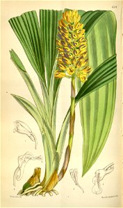 Calanthe pulchra (as Calanthe curculigoides) - Curtis' 100 (Ser. 3 no. 30) pl. 6104 (1874). Free illustration for personal and commercial use.