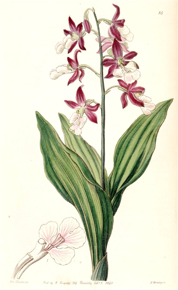 Calanthe discolor - Edwards vol 26 (NS 3) pl 55 (1840)