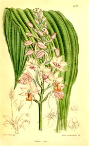 Calanthe sylvatica (as Calanthe natalensis) - Curtis' 111 (Ser. 3 no. 41) pl. 6844 (1885)