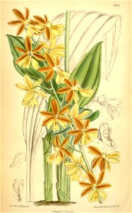 Calanthe striata - Curtis' 114 (Ser. 3 no. 44) pl 7026 (1888)