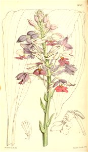 Calanthe × dominii - Curtis' 84 (Ser. 3 no. 14) pl. 5042 (1858)