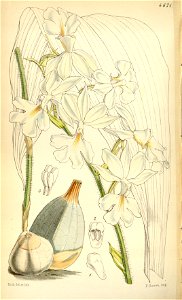 Calanthe vestita - Curtis' 78 (Ser. 3 no. 8) pl. 4671 (1852)