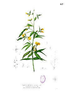 Cajanus cajan Blanco1.167