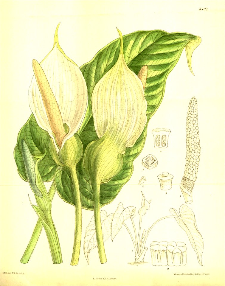 Caladium pubescens 137-8402