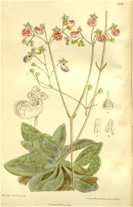 Calceolaria cana 138-8416