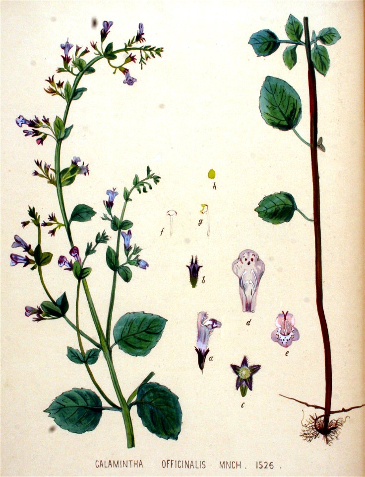 Calamintha officinalis — Flora Batava — Volume v20