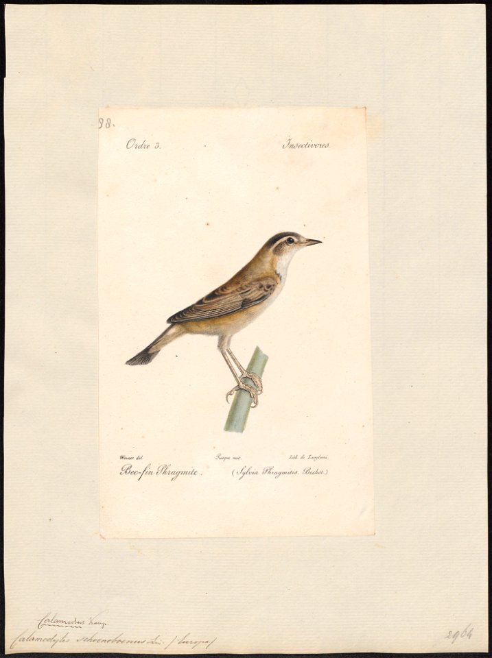 Calamodyta schoenoboenus - 1842-1848 - Print - Iconographia Zoologica - Special Collections University of Amsterdam - UBA01 IZ16200097