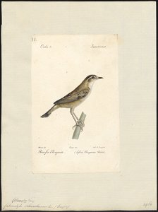 Calamodyta schoenoboenus - 1842-1848 - Print - Iconographia Zoologica - Special Collections University of Amsterdam - UBA01 IZ16200097