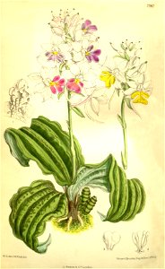 Calanthe madagascariensis - Curtis' 127 (Ser. 3 no. 57) pl. 7780 (1901)