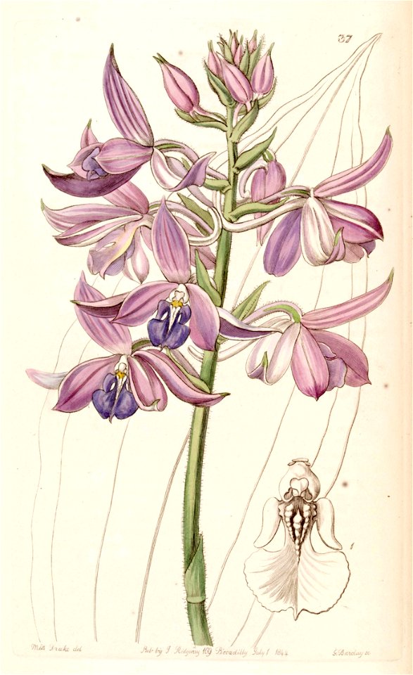 Calanthe sylvatica (as Calanthe masuca) - Edwards vol 30 (NS 7) pl 37 (1844)