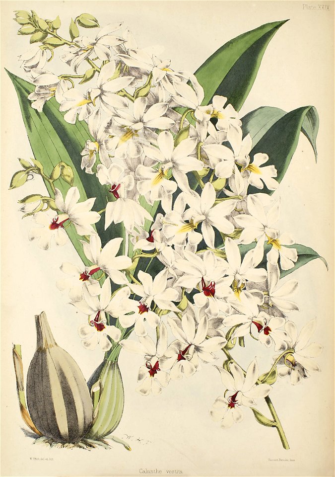 Calanthe vestita - Warner, Williams - Select orch. plants 1, pl. 29 (1862-1865)