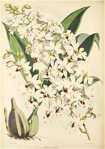 Calanthe vestita - Warner, Williams - Select orch. plants 1, pl. 29 (1862-1865)
