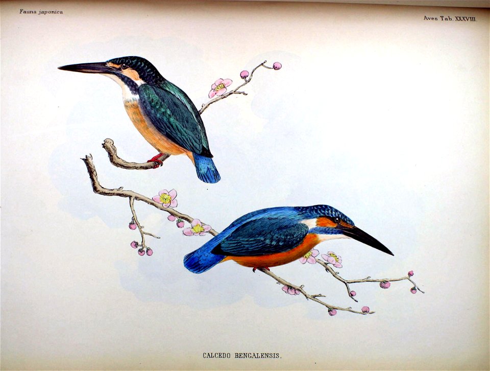 Calcedo bengalensis Fauna Japonica