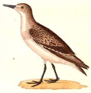 Calidris ruficollis 1838