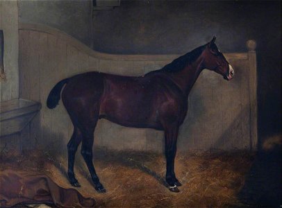British School - A Bay Thoroughbred, 'Trustee' - 419837 - National Trust
