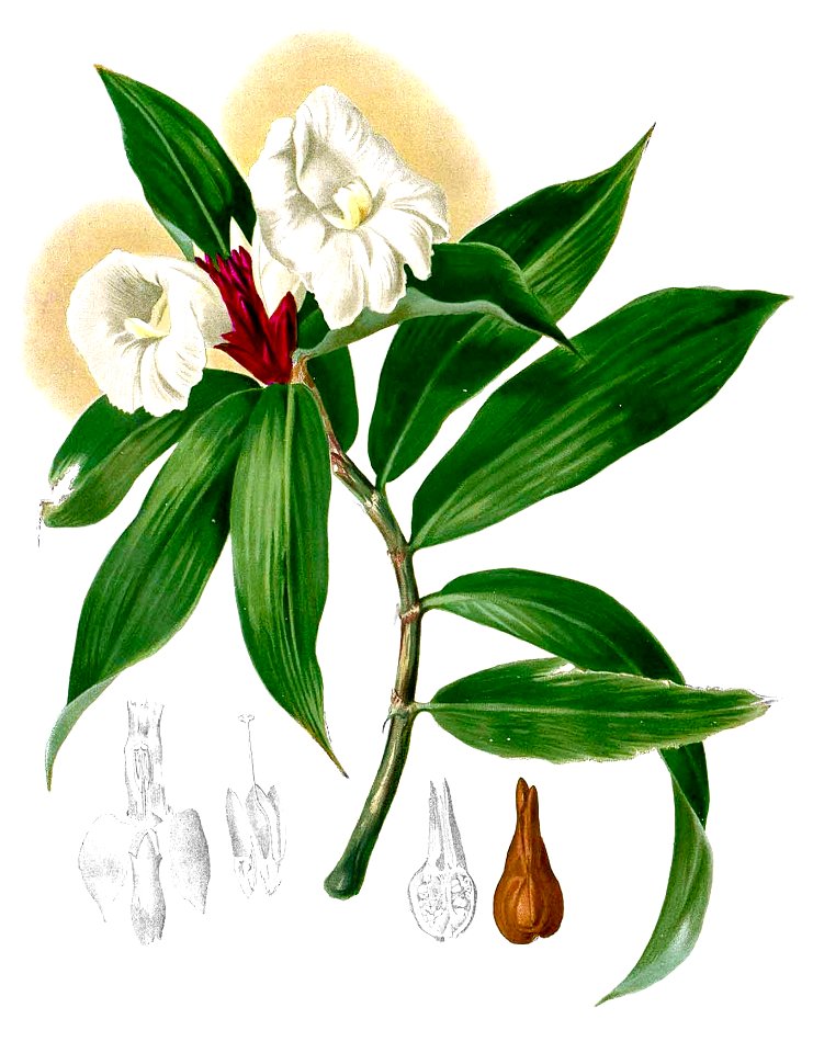 Costus speciosus Blanco2.442-cropped