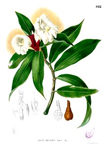 Costus speciosus Blanco2.442