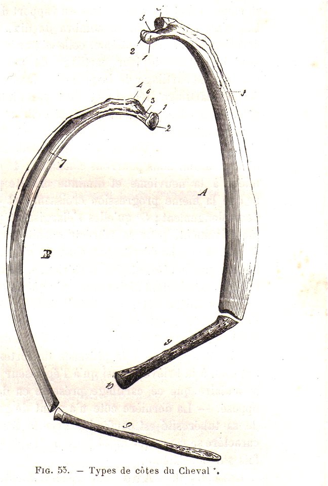 CoteChevalChauveau1980