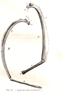 CoteChevalChauveau1980