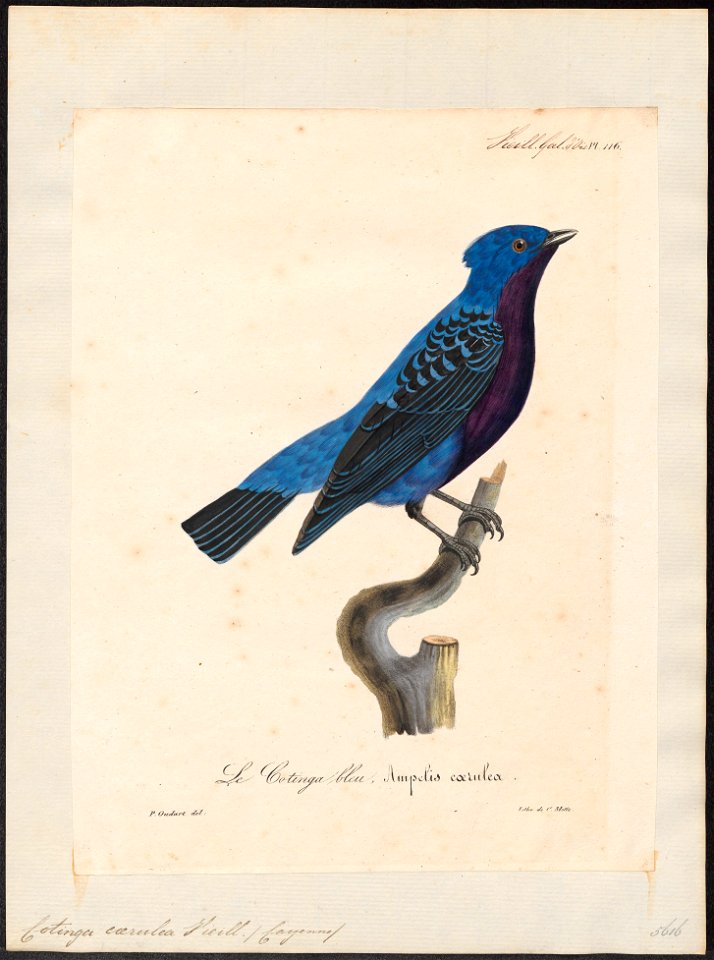 Cotinga caerulea - 1825-1834 - Print - Iconographia Zoologica - Special Collections University of Amsterdam - UBA01 IZ16600057