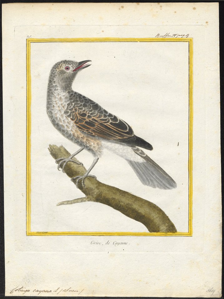 Cotinga cayana - 1700-1880 - Print - Iconographia Zoologica - Special Collections University of Amsterdam - UBA01 IZ16600079