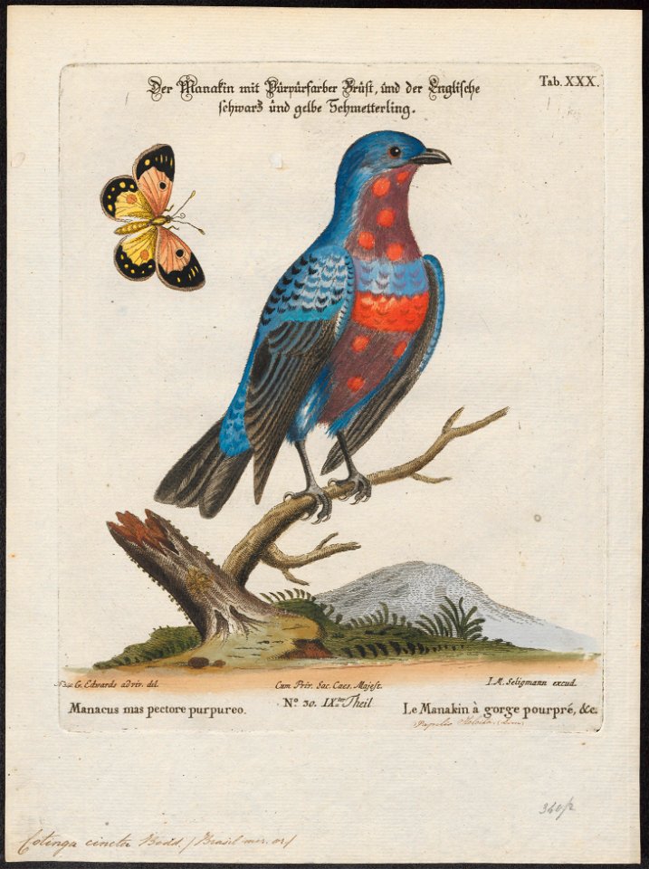 Cotinga cincta - 1700-1880 - Print - Iconographia Zoologica - Special Collections University of Amsterdam - UBA01 IZ16600073