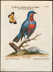 Cotinga cincta - 1700-1880 - Print - Iconographia Zoologica - Special Collections University of Amsterdam - UBA01 IZ16600073