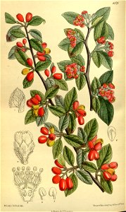 Cotoneaster franchetii 140-8571