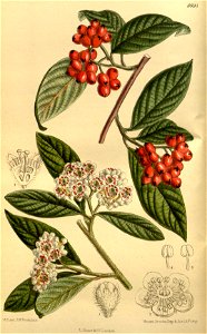 Cotoneaster salicifolia rugosa 143-8694. Free illustration for personal and commercial use.