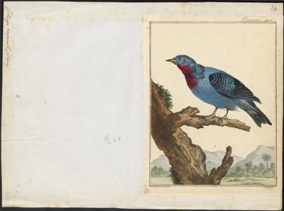 Cotinga cayana - 1700-1880 - Print - Iconographia Zoologica - Special Collections University of Amsterdam - UBA01 IZ16600089