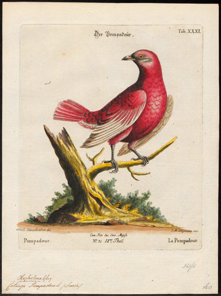 Cotinga pompadora - 1700-1880 - Print - Iconographia Zoologica - Special Collections University of Amsterdam - UBA01 IZ16600093