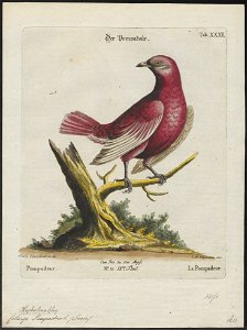 Cotinga pompadora - 1700-1880 - Print - Iconographia Zoologica - Special Collections University of Amsterdam - UBA01 IZ16600093