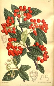 Cotoneaster moupinensis floribunda 135-8284