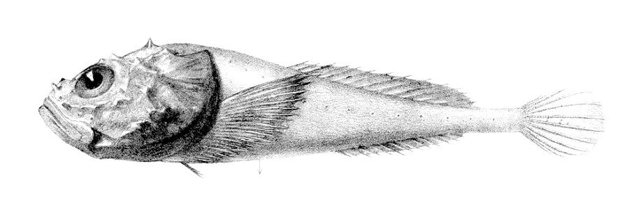 Cottunculus thomsonii0
