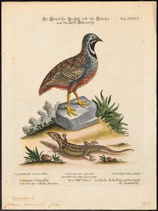 Coturnix chinensis - 1700-1880 - Print - Iconographia Zoologica - Special Collections University of Amsterdam - UBA01 IZ17100143