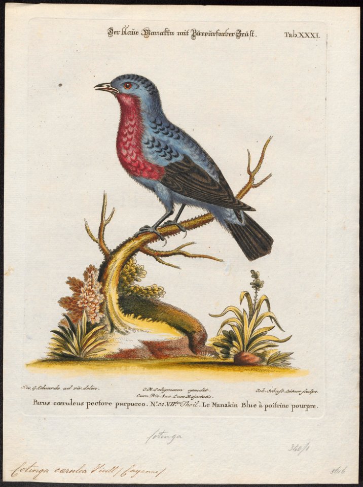 Cotinga caerulea - 1700-1880 - Print - Iconographia Zoologica - Special Collections University of Amsterdam - UBA01 IZ16600061