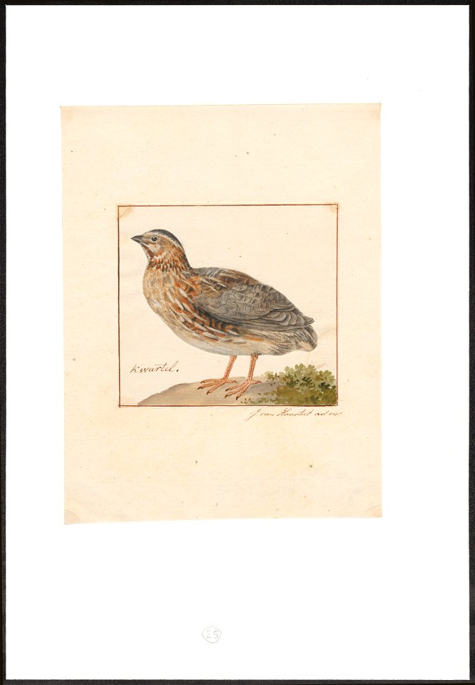 Coturnix communis - 1753-1834 - Print - Iconographia Zoologica - Special Collections University of Amsterdam - UBA01 IZA1000252