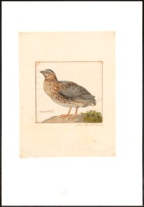 Coturnix communis - 1753-1834 - Print - Iconographia Zoologica - Special Collections University of Amsterdam - UBA01 IZA1000252