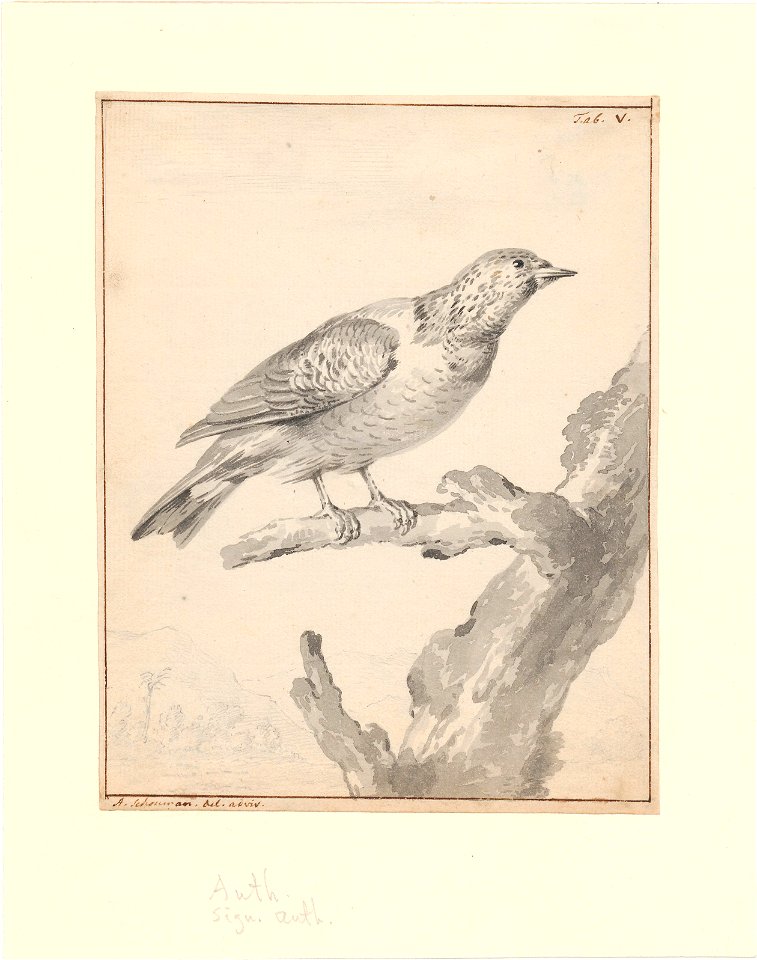 Cotinga cayana - 1710-1792 - Print - Iconographia Zoologica - Special Collections University of Amsterdam - UBA01 IZA1000732