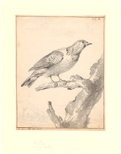 Cotinga cayana - 1710-1792 - Print - Iconographia Zoologica - Special Collections University of Amsterdam - UBA01 IZA1000732