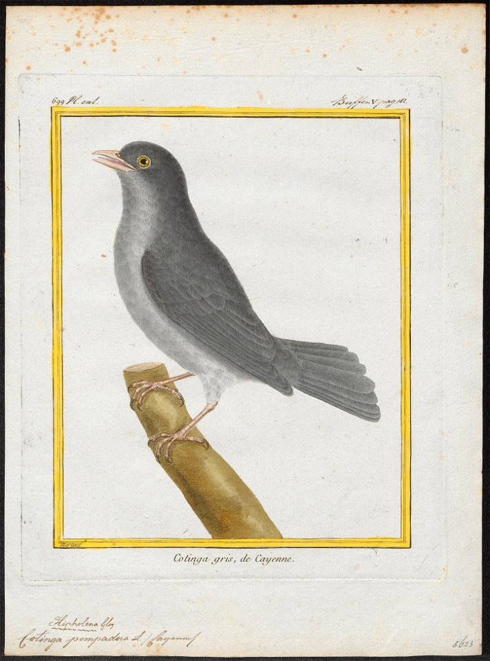 Cotinga pompadora - 1700-1880 - Print - Iconographia Zoologica - Special Collections University of Amsterdam - UBA01 IZ16600105