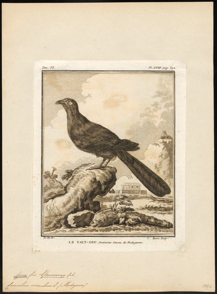 Coua caeruleus - 1700-1880 - Print - Iconographia Zoologica - Special Collections University of Amsterdam - UBA01 IZ18800125
