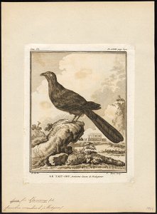 Coua caeruleus - 1700-1880 - Print - Iconographia Zoologica - Special Collections University of Amsterdam - UBA01 IZ18800125