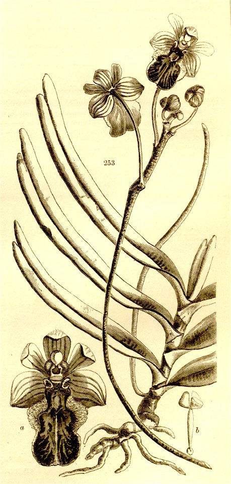 Cottonia peduncularis (as Vanda peduncularis) - Paxton's Flower Garden vol. 3 fig. 253 (1853)