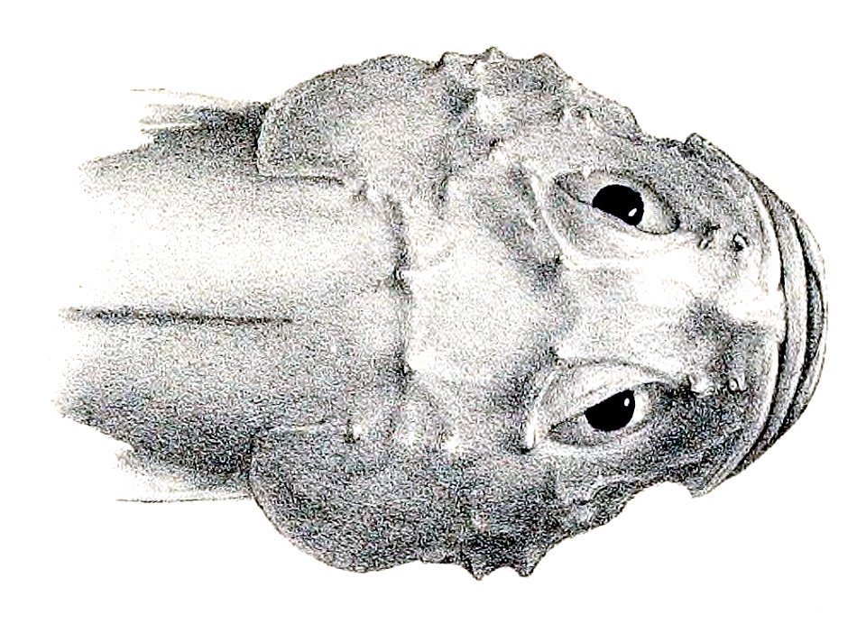 Cottunculus thomsonii2